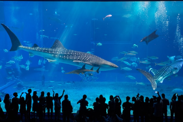 aquarium_image